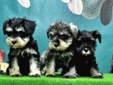Resmi̇ Üreti̇ci̇den Mi̇nyatür Schnauzer Yavrular