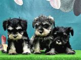 Resmi̇ Üreti̇ci̇den Mi̇nyatür Schnauzer Yavrular