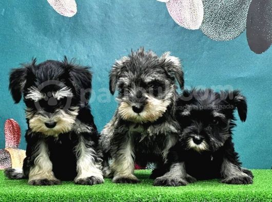 Resmi̇ Üreti̇ci̇den Mi̇nyatür Schnauzer Yavrular görsel