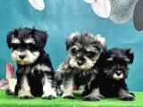 Resmi̇ Üreti̇ci̇den Mi̇nyatür Schnauzer Yavrular