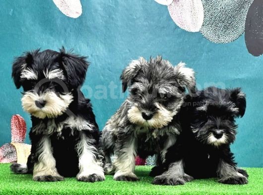 Resmi̇ Üreti̇ci̇den Mi̇nyatür Schnauzer Yavrular görsel