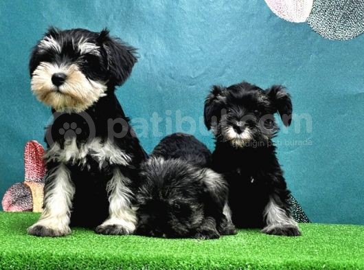 Resmi̇ Üreti̇ci̇den Mi̇nyatür Schnauzer Yavrular görsel