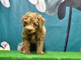 Resmi̇ Üreti̇ci̇den Toy Poodle Yavrular