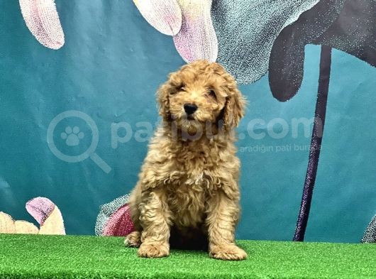 Resmi̇ Üreti̇ci̇den Toy Poodle Yavrular görsel