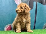 Resmi̇ Üreti̇ci̇den Toy Poodle Yavrular