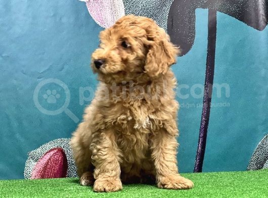 Resmi̇ Üreti̇ci̇den Toy Poodle Yavrular görsel