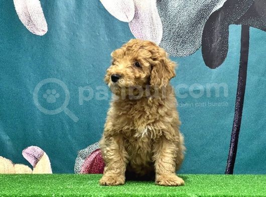 Resmi̇ Üreti̇ci̇den Toy Poodle Yavrular görsel
