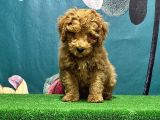 Resmi̇ Üreti̇ci̇den Toy Poodle Yavrular