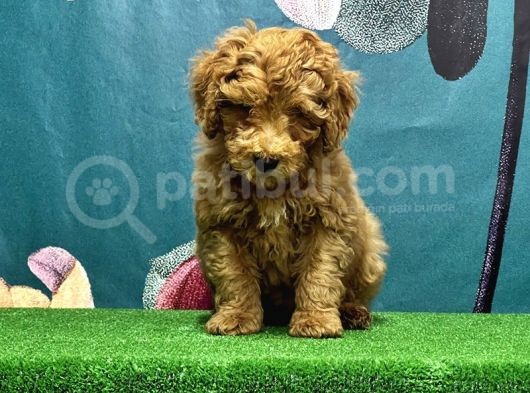 Resmi̇ Üreti̇ci̇den Toy Poodle Yavrular görsel