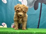 Resmi̇ Üreti̇ci̇den Toy Poodle Yavrular