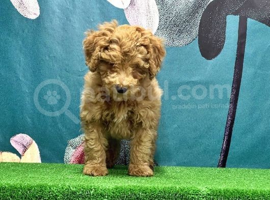Resmi̇ Üreti̇ci̇den Toy Poodle Yavrular görsel