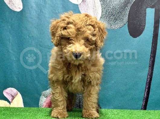 Resmi̇ Üreti̇ci̇den Toy Poodle Yavrular görsel