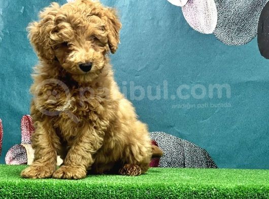 Resmi̇ Üreti̇ci̇den Toy Poodle Yavrular görsel