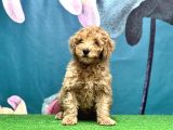 Resmi̇ Üreti̇ci̇den Toy Poodle Yavrular