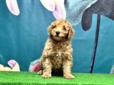 Resmi̇ Üreti̇ci̇den Toy Poodle Yavrular