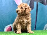 Resmi̇ Üreti̇ci̇den Toy Poodle Yavrular