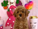 Red Toy Poodle Bebekler