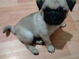 Mükemmel Kalite Yavru Pug