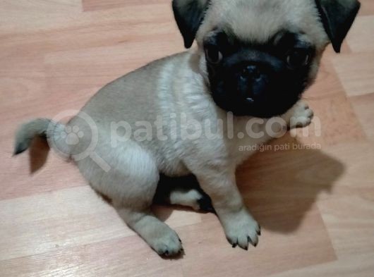 Mükemmel Kalite Yavru Pug görsel