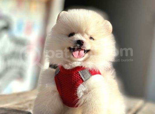 Safkan Teddy Bear Pomeranian Boo Yavrularımız görsel