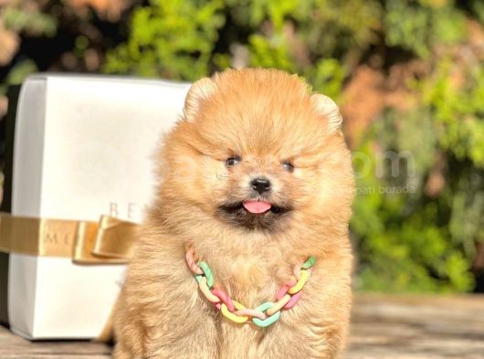 Safkan Teddy Bear Pomeranian Boo Yavrularımız görsel