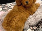 Sağlik Ve Irk Garanti̇li̇ Red Toy Poodle Yavrularimiz