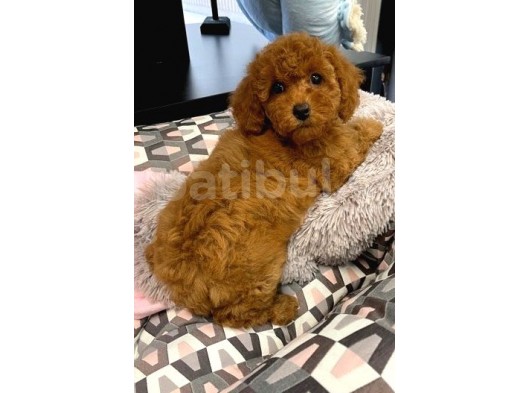 Sağlik Ve Irk Garanti̇li̇ Red Toy Poodle Yavrularimiz görsel