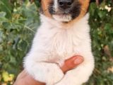 Show Kalite Jack Russel Yavrular