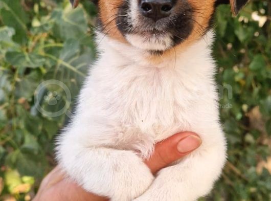 Show Kalite Jack Russel Yavrular