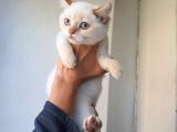 Full Secereli Safkan British Shorthair Oğlumuz