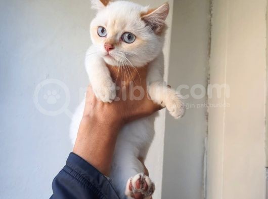 Full Secereli Safkan British Shorthair Oğlumuz