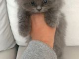 Pofidik Bebeklerimiz  Scottish Fold Yeni Ailesini Bekliyor