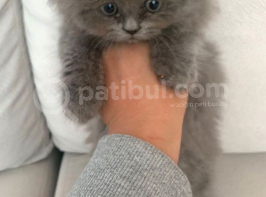 Pofidik Bebeklerimiz  Scottish Fold Yeni Ailesini Bekliyor görsel