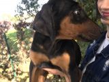 Doberman Yavrumuz