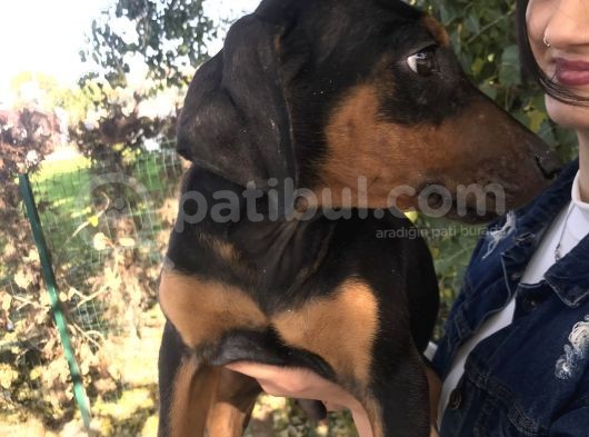 Doberman Yavrumuz görsel