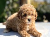 Sağlik Garanti̇li̇ Toy Poodle Bebekler