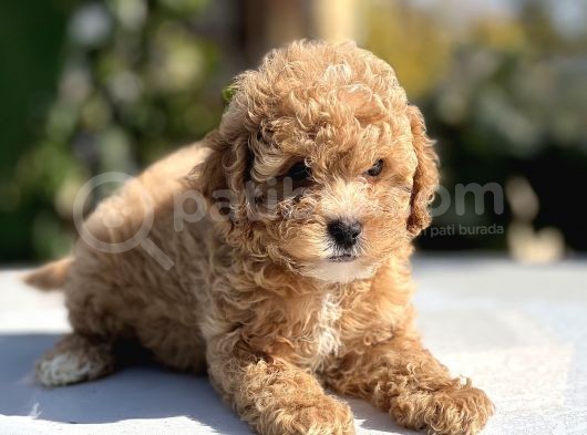 Sağlik Garanti̇li̇ Toy Poodle Bebekler görsel