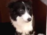 Orjinal Ilk Garantili Border Collie Yavruları