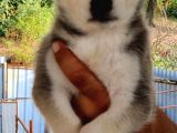 Mükemmel Kalite Husky Yavrular