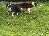 Orjinal Ilk Garantili Border Collie Yavruları