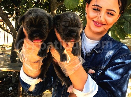 Cane Corsa Blue Yavrumuz
