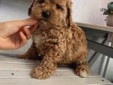 Sağlık Ve Ömür Boyu Irk Garantili Poodle Yavrularımız