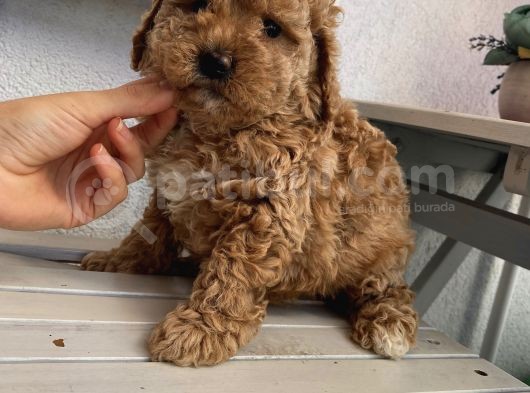 Sağlık Ve Ömür Boyu Irk Garantili Poodle Yavrularımız görsel