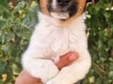 Show Kalite Jack Russel Yavrular