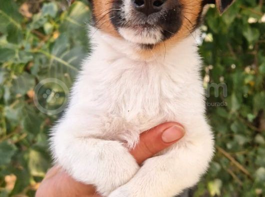 Show Kalite Jack Russel Yavrular görsel