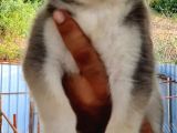 Mükemmel Kalite Husky Yavrular