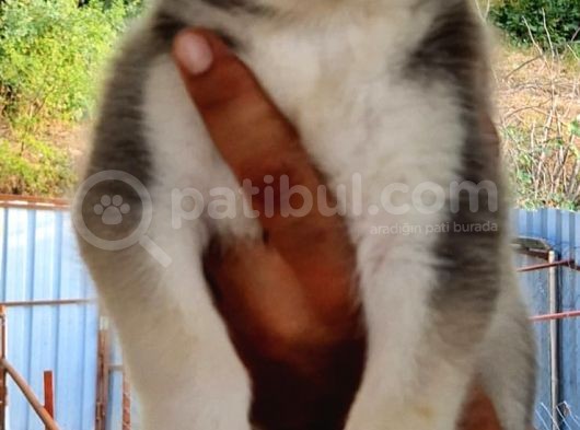 Mükemmel Kalite Husky Yavrular görsel