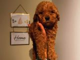 Sağlık Ve Ömür Boyu Irk Garantili Poodle Yavrularımız