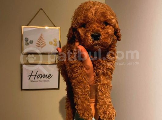 Sağlık Ve Ömür Boyu Irk Garantili Poodle Yavrularımız görsel