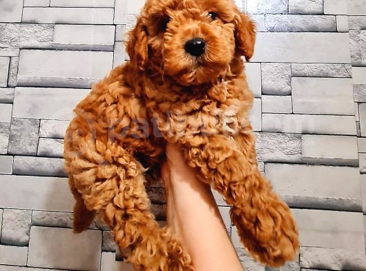 Red Toy Poodle görsel